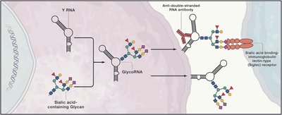 Schematic of glycoRNA and its interactions with proteins and receptors