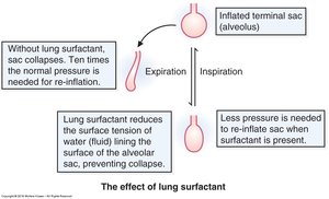 The effect of lung surfactant on alveolar inflation and collapse