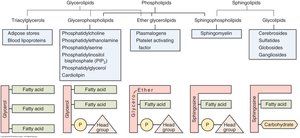 Diagram of glycosphingolipid structure