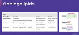 Diagram of sphingolipid synthesis including sphingomyelin, cerebroside, and ganglioside