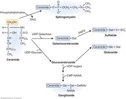 Diagram of cerebroside and ganglioside synthesis from ceramide