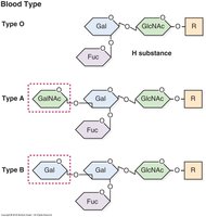 Diagram of ABO blood group antigen structures