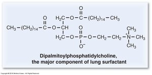 Structure of dipalmitoylphosphatidylcholine, the major component of lung surfactant