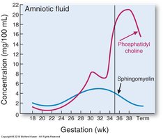 Graph showing concentrations of phosphatidylcholine and sphingomyelin in amniotic fluid during gestation