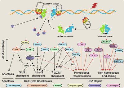 Amino acid classification by R group