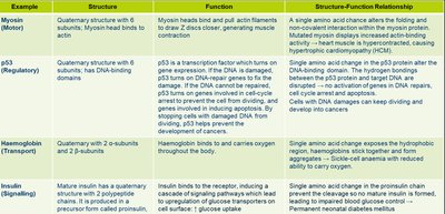 Protein structure-function examples table 2