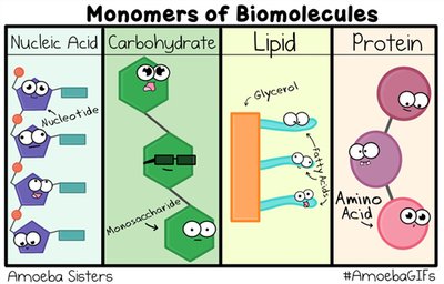 Monomers of Biomolecules