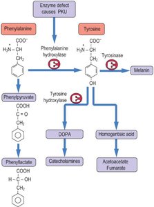 Phenylketonuria Metabolic Pathway