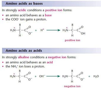 Amino acids as acids and bases