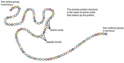 Primary structure of protein