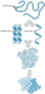Levels of protein structure