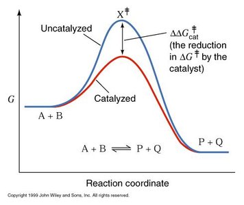 Reaction coordinate diagram showing reduction in activation energy by a catalyst