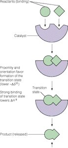 Diagram of enzyme catalysis showing transition state stabilization