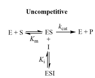 Lineweaver-Burk plot for uncompetitive inhibition