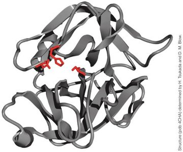 Protein structure highlighting active site