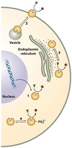 Two enzymes same reaction different regulation