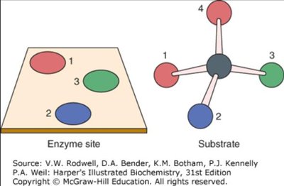 Enzyme site and substrate matching diagram