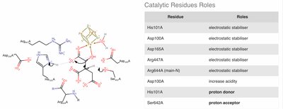 Catalytic residues roles table and aconitase mechanism