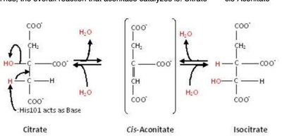 Aconitase catalyzed reaction: citrate to cis-aconitate to isocitrate