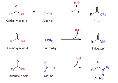 Condensation reactions: ester, thioester, amide formation