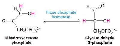 Interconversion of GAP and DHAP
