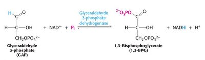 Formation of 1,3-bisphosphoglycerate from GAP