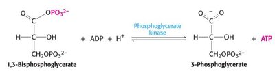 Formation of 3-phosphoglycerate and ATP