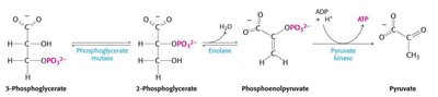 Final steps in glycolysis to pyruvate