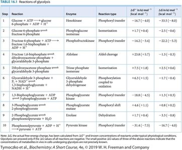 Reactions of glycolysis table