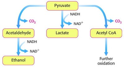 Diverse fates of pyruvate