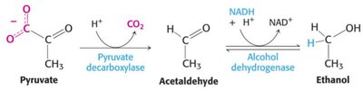 Ethanol production from pyruvate