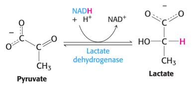 Lactate formation from pyruvate
