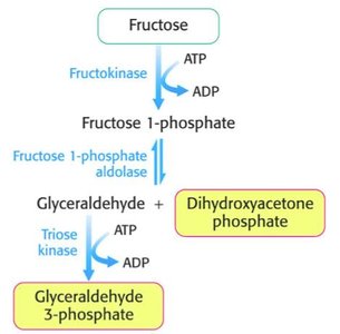 Fructose metabolism