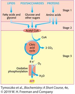 Three stages of energy extraction from food