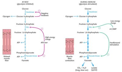Regulation of glycolysis in muscle during rest and exercise