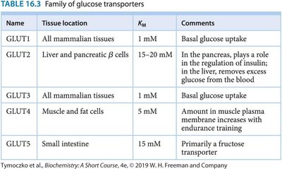 Family of glucose transporters table