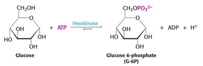 Phosphorylation of glucose by hexokinase
