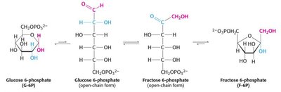 Conversion of glucose-6-P to fructose-6-P