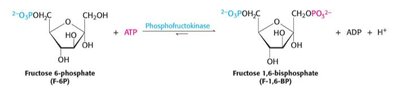 Formation of fructose 1,6-bisphosphate by PFK