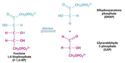 Cleavage of fructose-1,6-bisP by aldolase