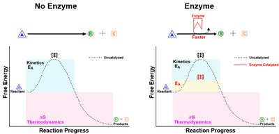 Reaction coordinate diagram showing ES complex and transition state stabilization