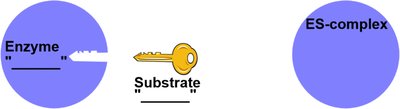 Lock and key vs. induced fit models of enzyme-substrate binding