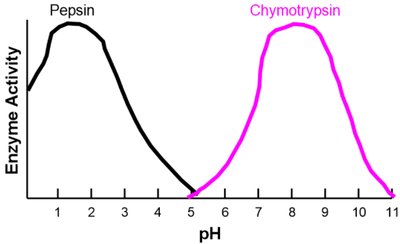 Graph of enzyme activity versus pH for pepsin and chymotrypsin