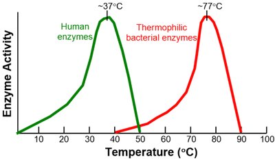 Graph of enzyme activity versus temperature for human and thermophilic enzymes