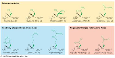 Structures of polar and charged amino acids