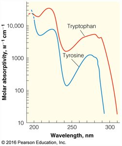UV absorption spectra of tryptophan and tyrosine