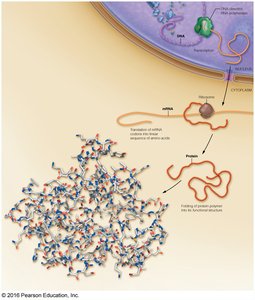 Overview of protein biosynthesis