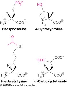 Examples of post-translational modifications