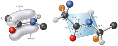 Peptide bond planarity and resonance