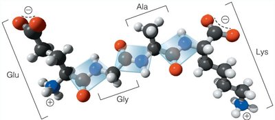 EGAK tetrapeptide structure